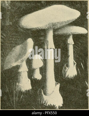 . Die kultivierten Pilz... Pilz Kultur. [Aus dem alten Katalog]. AMANITA 87 2. Kappe weiß oder biiff-braun; volva lediglich der Skalen A. Solitaria 3. Sechskantschrauben in der Regel leuchtend orange, rot oder gelb - niedrig; volva Sack- oder lediglich der Skalen. a. Volva groß und Sack - wie, weiß; alle anderen Teile gelb oder orange A. ccesarea b. Volva bilden Ringe oder Skalen auf einer Lampe - wie Base; Kiemen normalerweise weiß oder weißlich (1) Ganze Pflanze matt Rot; Fleisch rot-dening, wenn Gequetschten A. ruhescens (2) und Schaft weiß oder gelblich; Fleisch nicht Rötung (a) Cap 3-6 cm breit; Sporen gewölbt A. (B) Sechskantschrauben 8-15 cm breit; Sporen elliptisch A. fro Stockfoto