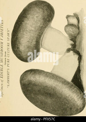 . Die kultivierten Pilz... Pilz Kultur. [Aus dem alten Katalog]. Ti: MPii; RATURi&lt;:. 05 o. Bitte beachten Sie, dass diese Bilder sind von der gescannten Seite Bilder, die digital für die Lesbarkeit verbessert haben mögen - Färbung und Aussehen dieser Abbildungen können nicht perfekt dem Original ähneln. extrahiert. Büro der Pilz Industrie, Chicago. [Aus dem alten Katalog]. Chicago, Büro der Pilz Industrie Stockfoto