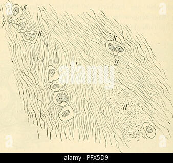 . Cursus der normalen Histologie zur Einführing in den Gebrauch des Mikroskopes, sowie in das practicche Studium der Gewebelehre. Die histologie; Mikroskopie. 184 Sterben einfachen Gewebe. von Tasern. welche Höhle im Bindegewebe vorkommenden zwei Faser-Formen entsprechen, auch entweder oder elastische Bindegewebsfasern leiragebende Sindh. Den elastischen oder Netz-Knorpel (Abb. 89 B.), auch elastischer oder Netz-Faserknorpel genannt, in dessen Grundsubstanz sich feine, zu einem engen Filze verschlungene elastische Fasern vorfinden, - welche demselben ein opakes, gelb - lichs Aussehen und zähe Consistenz ve Stockfoto