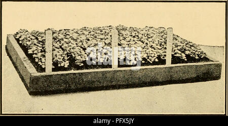 Dieser Leitfaden zu kulinarischen Kräutern behandelt die Methoden der Vermehrung, des Anbaus und der Verwendung von Kräutern wie Zichorien, Kapuzinerkresse und Petersilie. Es bietet Einblicke in die besten Verfahren für das Ernten, Reifen und Konservieren dieser Pflanzen für die kulinarische Nutzung und fördert nachhaltige Gartenbaupraktiken für Hausbauern. Stockfoto