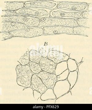 Ein Lehrbuch zur Histologie und Mikroskopie, das die praktische Untersuchung von Geweben und Zellen unter dem Mikroskop lehrt. Stockfoto