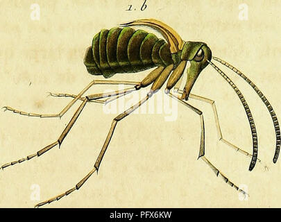 Gattungen des Insectes stellt eine detaillierte Darstellung der Eigenschaften verschiedener Insektengattungen dar. Das Werk, verfasst von Félix-Edouard Guérin-Méneville und Achille Percheron, umfasst Beschreibungen von Insektenarten und ihren einzigartigen Merkmalen, die das entomologische Wissen und die Taxonomie von Insekten fördern. Stockfoto