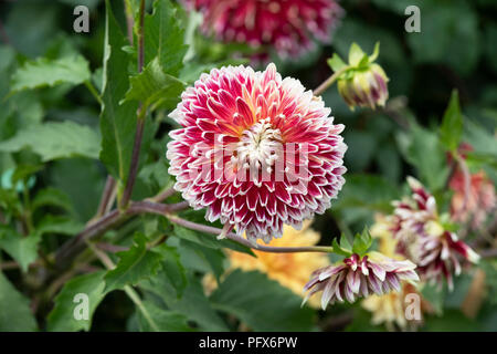 Dahlie 'Akita' im Englischen Garten. UK. Teller Dahlia Stockfoto