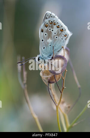 Arctic Blue Butterfly (Agriades glandon) Stockfoto