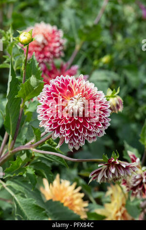 Dahlie 'Akita' im Englischen Garten. UK. Teller Dahlia Stockfoto