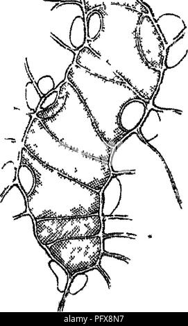 . Grundlagen der Anatomie und Physiologie der pflanzlichen Zelle. Pflanzliche Zellen und Gewebe. m'^.. Poröse Zellen mit fiinuslicd bin* - Ular fibros aus tlie Gewaehrleistung. Bitte beachten Sie, dass diese Bilder sind von der gescannten Seite Bilder, die digital für die Lesbarkeit verbessert haben mögen - Färbung und Aussehen dieser Abbildungen können nicht perfekt dem Original ähneln. extrahiert. Mohl, Hugo von, 1805-1872; Henfrey, Arthur, 1819-1859. London, J. VAN VOORST Stockfoto