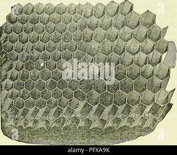. Ein Schlüssel zur erfolgreichen Bienenzucht: Eine Abhandlung über die wirtschaftlichste Methode für den Umgang mit Bienen, einschließlich das neue System der Thema der künstlichen Schwärmen... Bienen; Bienen. 24 erfolgreichen BIENENZUCHT. Diese dj "ein Zellen Nummer vier auf den Zoll pro Weg, ma-King 16 auf jeder Seite, oder 32 Zellen. 13.- Drohne und Arbeiter Kamm, zeigt den Übergang von einem zum anderen. quadratzoll Kamm; während der Arbeitnehmer Zellen jeweils fünf weg sind, oder 50 Zum quadrat zentimeter der Kamm. Lassen Sie daran erinnert werden, dass queenless Kolonien errichten drone Kämme NUR, * und dass worlter Bienen nie Problem von drohne Stockfoto