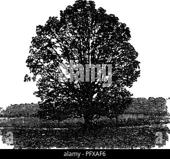 . Auf die Forstwirtschaft Ermittlungen der US-Landwirtschaftsministerium berichten. 1877-1898. Die Wälder und die Forstwirtschaft. Wachstum. 275. "4,"; aiaSg^i Abb. 37 - Eiche in der offenen manchmal 10 bis 13 Wie gewachsen, Jahre bevor sie überhaupt zu wachsen, ihre Energie alle gehen in das Wurzelwachstum. Dann kommt ein Zeitraum von mehr und mehr beschleunigt Wachstum, das die maximale Rate, mit 25 oder 30 Jahren erreicht; und wenn die Baumwolle Holz oder Aspen hat sein Wachstum in Höhe der Fichte oder Kiefer erreicht ist immer noch am besten, und setzt sich für eine lange Zeit sind, zu diesem Satz zu wachsen. Im späteren Leben der Ra Stockfoto