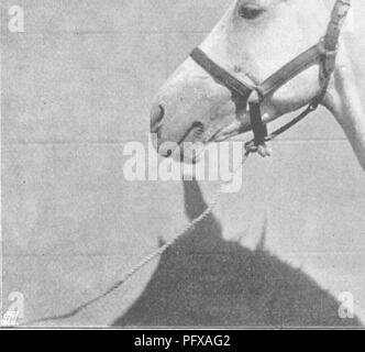 . Punkte des Pferdes; eine Abhandlung über den Körperbau, Bewegungen, Rassen und Evolution des Pferdes. Pferde. M. H. H. Abb. 241.- Hkad der Hohen Kaste Arab.. Abb. 242.- Leiter der Hohen Kaste Arab. 7 o Gesicht, S. 144.. Bitte beachten Sie, dass diese Bilder sind von der gescannten Seite Bilder, die digital für die Lesbarkeit verbessert haben mögen - Färbung und Aussehen dieser Abbildungen können nicht perfekt dem Original ähneln. extrahiert. Hayes, M. Horace (Matthäus Horace), 1842-1904. London, W. Thacker &Amp; Co Stockfoto