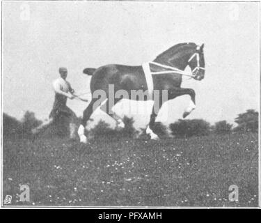 . Punkte des Pferdes; eine Abhandlung über den Körperbau, Bewegungen, Rassen und Evolution des Pferdes. Pferde. M. H. H Abb. 205. M. H.H.springen. Abb. 206.. Bitte beachten Sie, dass diese Bilder sind von der gescannten Seite Bilder, die digital für die Lesbarkeit verbessert haben mögen - Färbung und Aussehen dieser Abbildungen können nicht perfekt dem Original ähneln. extrahiert. Hayes, M. Horace (Matthäus Horace), 1842-1904. London, W. Thacker &Amp; Co Stockfoto