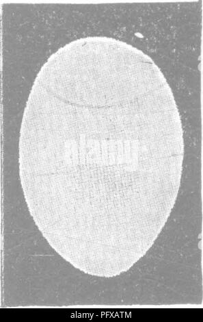 . Bakteriologie und Mykologie von Lebensmitteln. Essen. Bibliographie 477 X DDDG DDDD.io 11' 2 nnnn 13 t 4 15 1 Q Abb. 78.. Bitte beachten Sie, dass diese Bilder sind von der gescannten Seite Bilder, die digital für die Lesbarkeit verbessert haben mögen - Färbung und Aussehen dieser Abbildungen können nicht perfekt dem Original ähneln. extrahiert. Tanner, Fred Wilbur, 1888-1957. New York, John Wiley & Amp; Söhne, Inc.; [etc. , Etc. ] Stockfoto