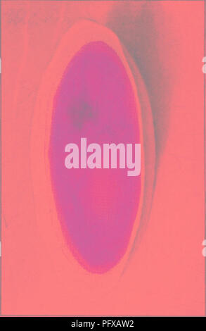 . Bakteriologie und Mykologie von Lebensmitteln. Essen. . Bitte beachten Sie, dass diese Bilder sind von der gescannten Seite Bilder, die digital für die Lesbarkeit verbessert haben mögen - Färbung und Aussehen dieser Abbildungen können nicht perfekt dem Original ähneln. extrahiert. Tanner, Fred Wilbur, 1888-1957. New York, John Wiley & Amp; Söhne, Inc.; [etc. , Etc. ] Stockfoto