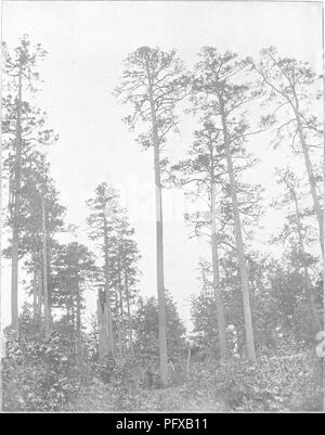 . Auf die Forstwirtschaft Ermittlungen der US-Landwirtschaftsministerium berichten. 1877-1898. Die Wälder und die Forstwirtschaft. H. Dok 181. Platte XV. Shortleaf Pine (Pinus echinata), Wald-gewachsen Exemplaren in Missouri. Bitte beachten Sie, dass diese Bilder sind von der gescannten Seite Bilder, die digital für die Lesbarkeit verbessert haben mögen - Färbung und Aussehen dieser Abbildungen können nicht perfekt dem Original ähneln. extrahiert. Fernow, B. E. (Bernhard Eduard), 1851-1923; in den Vereinigten Staaten. Forest Service. Washington, Govt. drucken. aus. Stockfoto
