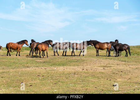 Ponys weiden auf Dartmoor, Devon, Großbritannien Stockfoto