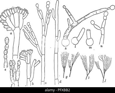 . Bakteriologie und Mykologie von Lebensmitteln. Essen. 206 Hefen und Schimmelpilze der Teil, der nicht in Wasser getaucht ist, gleicht einer Schicht aus Samt auf der Oberfläche des Mediums. Penicillium. Penicillium Formen sind wichtig bei der Herstellung von bestimmten Käsesorten. Thorn (1906, 1905) hat viel Studie zu dieser Frage gegeben. Dox (1910) hat eine erweiterte Studie Der intracellu-lar Enzyme in Penicillium camemberti berichtet. Folgende Enzyme wurden gezeigt, anwesend zu sein: erepsin, Nuklease, amidase, Lipase, emulsin.. WW/Â"&gt;! .'. ';''Â¢' ich.&gt;!. •.'/'â¢." •/1/"&amp; K' ich.'''-e'''^l JJi^^'' ich Abb. 50. âRoqu Stockfoto