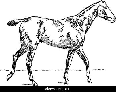 . Punkte des Pferdes; eine Abhandlung über den Körperbau, Bewegungen, Rassen und Evolution des Pferdes. Pferde. Abb. 7 S-LEF 1 SuppoRr YiG 76 - Ende der Llft unterstützen.. Bitte beachten Sie, dass diese Bilder sind von der gescannten Seite Bilder, die digital für die Lesbarkeit verbessert haben mögen - Färbung und Aussehen dieser Abbildungen können nicht perfekt dem Original ähneln. extrahiert. Hayes, M. Horace (Matthäus Horace), 1842-1904. London, W. Thacker &Amp; Co Stockfoto