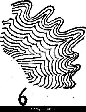 . Bakteriologie und Mykologie von Lebensmitteln. Essen. Arten von Kolonien: 1, amoeboid cochleate; 2, 19; 3, mycelioid rhizoid; 4; 5; 6, faserigen, gewellte Struktur. (Von Moore's Labor Richtungen für Anfänger in der Bakteriologie, Ginn &Amp; Co., 1905.) Abb. 35. Übersicht Merkmale der Kolonien, diese nicht als absolut konstant angesehen werden sollten. Oth. er Begriffe verwendet werden, die mehr richtig eine Kolonie wachstum beschreiben. Methode zur Aufzeichnung der wichtigsten Merkmale von Bakterien. Viele von denen, die es am meisten scharf zu kritisieren habe es noch nie in einem erweiterten Forschung eingesetzt. Der Student wird JBnd die Cha Stockfoto