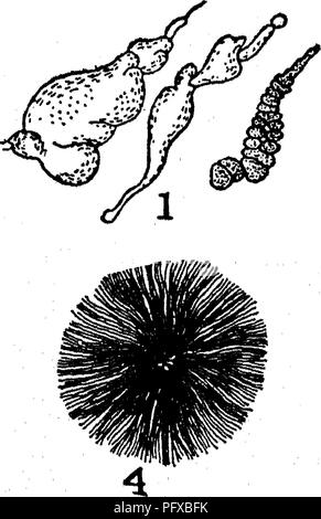 . Bakteriologie und Mykologie von Lebensmitteln. Essen. Struktur der Kolonien: 1, Konglomerat Kolonie; 2, toruloid Kolonie; 3, alveolate Struktur; 4, grumose m Zentrum; 5, moruloid; 6, Bewölkt; 7, mit Holzstrahlen netzartiges Muster bildend (reticulate; 8, 9; marmorated gyrose. (Von Moore's Labor Richtungen für Anfänger in der Bakteriologie, Ginn&lt; fc Co., 1905.). Bitte beachten Sie, dass diese Bilder sind von der gescannten Seite Bilder, die digital für die Lesbarkeit verbessert haben mögen - Färbung und Aussehen dieser Abbildungen können nicht perfekt dem Original ähneln. extrahiert. Tanner, Fred Wilbur, 1888-1957. New York, John Wiley & Amp; Söhne, Stockfoto