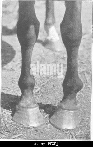 . Punkte des Pferdes; eine Abhandlung über den Körperbau, Bewegungen, Rassen und Evolution des Pferdes. Pferde. M. H. H. Abb. 46.- Gut geformten vorderen Beine. M. H. H. Abb. 47. - gedreht - iN Zehen.. Bitte beachten Sie, dass diese Bilder sind von der gescannten Seite Bilder, die digital für die Lesbarkeit verbessert haben mögen - Färbung und Aussehen dieser Abbildungen können nicht perfekt dem Original ähneln. extrahiert. Hayes, M. Horace (Matthäus Horace), 1842-1904. London, W. Thacker &Amp; Co Stockfoto