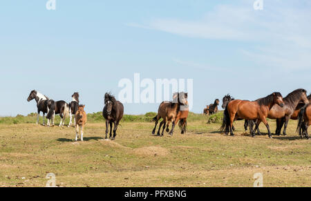 Ponys weiden auf Dartmoor, Devon, Großbritannien Stockfoto