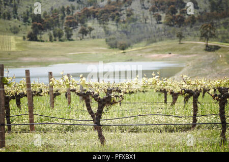 Rebe in einem Weinberg in den Pyrenäen von Victoria, Australien Stockfoto