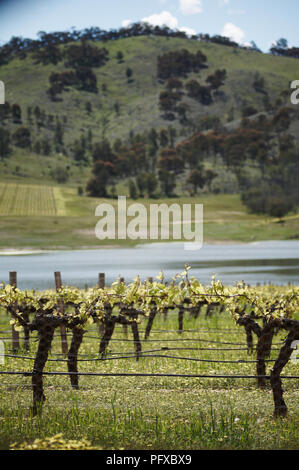 Rebe in einem Weinberg in den Pyrenäen von Victoria, Australien Stockfoto