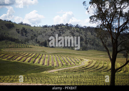 Rebe in einem Weinberg in den Pyrenäen von Victoria, Australien Stockfoto