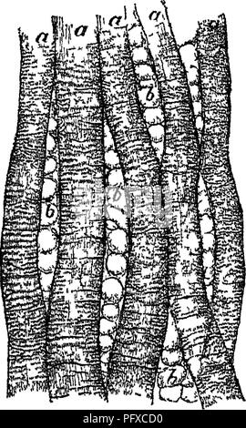 . Handbuch der Rinder - Fütterung. Eine Abhandlung über die Gesetze der Tierernährung und die Chemie von Futtermitteln in ihrer Anwendung auf die Fütterung von Tieren. Mit Illustrationen und einem Anhang mit nützlichen Tabellen. Feeds ; Rind ; Ernährung. Kapitel IIL MAST. § 1. Vieh. Die Mast der Tiere lias für sein Objekt eliiefly tlie Bildung und Ablagerung von Fett im Körper, tlie und zu einem weit weniger Grad eine Steigerung in Höhe von tlie fiesli. Nach den Forschungen von Lawes und Gilbert, in England (s. 9), die Menge an Fett gebildet ist etwa zehn Mal, dass des Proteins im Körper abgelagert, und Mo Stockfoto