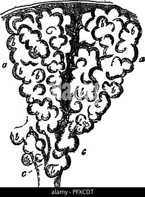 . Handbuch der Rinder - Fütterung. Eine Abhandlung über die Gesetze der Tierernährung und die Chemie von Futtermitteln in ihrer Anwendung auf die Fütterung von Tieren. Mit Illustrationen und einem Anhang mit nützlichen Tabellen. Feeds ; Rind ; Ernährung. Manuelle OB"^ VIEH-JB^DRILLEN. 81 ruslies in tlie Lungen durch den atmosphärischen Druck. Dies stellt die Bewegung der Inspiration^ oder Einatmen. Die Rückwärtsbewegung, die unmittelbar folgt und treibt ein Teil der Luft, stellt die Bewegung von Eo & Amp; pircdion^ oder Ausatmen. Die Luft gelangt in die Lunge durch die Luftröhre, oder Wind - Pip Stockfoto