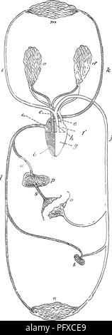 . Handbuch der Rinder - Fütterung. Eine Abhandlung über die Gesetze der Tierernährung und die Chemie von Futtermitteln in ihrer Anwendung auf die Fütterung von Tieren. Mit Illustrationen und einem Anhang mit nützlichen Tabellen. Feeds ; Rind ; Ernährung. h IQ4-i Ia, eine von L u c ihon. Bitte beachten Sie, dass diese Bilder sind von der gescannten Seite Bilder, die digital für die Lesbarkeit verbessert haben mögen - Färbung und Aussehen dieser Abbildungen können nicht perfekt dem Original ähneln. extrahiert. Armsby, Henry Prentiss, 1853-1921. New York, John Wiley & Amp; Söhne Stockfoto