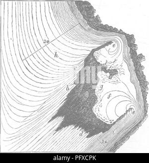 . Holz und einige ihrer Krankheiten. Holz, Bäume. Ix.] Heilung der Wunden, die durch Okklusion. 221 Bäume. Alle Gewebe versiegen, und seine Rinde, kambium, &Amp; C., werden schnell durch saprophytische Pilze zerstört, und in kurzer Zeit haben wir nur eine harte, trockene, verzweigte stick Projektion vom Baum finden. Bei der Extreme Base,. Abb. 33-Base von einem starken Ast, natürlich zwanzig verendeten hatte vier Jahre zuvor auf die Bühne stellte. Der Zweig abgeklungen, und der Sockel wurde nach und nach durch die Eindickung Schichten der Stammzellen verdeckt: der Fall der Verrottung Zweig nicht bis vor sechs Jahren auftreten, jedoch, und kann sein Stockfoto