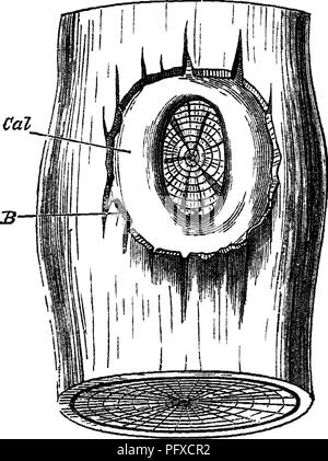 . Holz und einige ihrer Krankheiten. Holz, Bäume. i] Heilung der Wunden r.Y OKKLUSION 215 Jetzt diese kallus (Abb. 29, Cat) ist in allen Fällen etwas niore als bloße Kambium - oder rathei, wie das kambium erstreckt sich die Zelle - Abteilungen von der Schnittkante der Wunde, seine äußeren Teile in Cortex entwickeln und. Abb. 29 - Die "ame Stück von Stammzellen vier&gt; Ohren später das Kissen wie Entwicklung, Cal^ aus der Überwucherung des Kambiums und kortikalen Gewebe der cut Zweig, wie einige Abstand von den Kanten erweitert und deckt m die freiliegende B IST TOT äußeren Kork&gt; Tissue mcapible Stockfoto