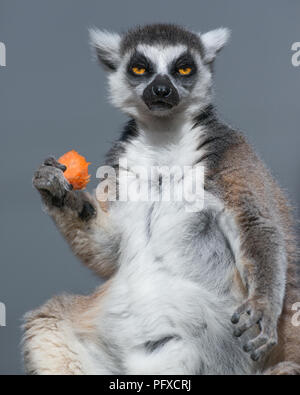 Ein Ring-tailed Lemur genießt eine Karotte am Taronga Zoo in Sydney, Australien. Native auf Madagaskar, Kattas sind in der Welt gefährdet. Stockfoto