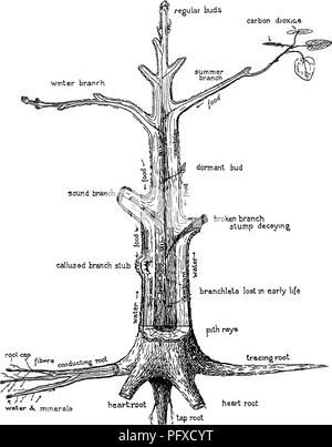 . Die Pflege der Bäume im Rasen, Street und Park, mit einer Liste von Bäumen und Sträuchern für dekorative verwenden. Bäume, Bäume. 10 Merkmale, Struktur, das Leben der Bäume Arten ist es regelmässig so verloren), oder sonst eine Knospe in der Nähe der Spitze, nimmt die Aktivität in der nächsten Saison und verlängert die regelmäßige Knospen carbon dioxiae V.. watur ein, Mineralien herzen Wurzel Aufsatz 3 - Schematische Ansicht der verschiedenen Teile und Funktionen eines Baumes Zweig, gleichzeitig bilden die Blätter, und vielleicht Blumen. Auf diese Weise wird von Saison zu Saison, Geschichte nach der Geschichte ist jeder Zweig gebaut, Verlängerung durch Ergänzungen und auch gewinnen. Ple Stockfoto