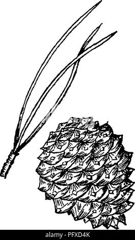 . Das Buch der Forstwirtschaft. Die Wälder und die Forstwirtschaft. Abb. 2 Abb. 3 Abb. 1.-^ Blatt Bündel, Kegel, Bud und Niederlassung von White Pine. Abb. 2.-^ Blatt Bündel und Kegel von Red Pine (Unternehmen resinosa) "Abb. 3.-^ Blatt Bündel und Kegel von Pitch Pine. 181. Bitte beachten Sie, dass diese Bilder sind von der gescannten Seite Bilder, die digital für die Lesbarkeit verbessert haben mögen - Färbung und Aussehen dieser Abbildungen können nicht perfekt dem Original ähneln. extrahiert. Mond, Frederick Franklin, 1880-1929. New York [etc. ] D. Appleton und Unternehmen Stockfoto