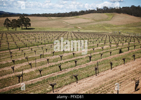 Rebe in einem Weinberg in den Pyrenäen von Victoria, Australien Stockfoto