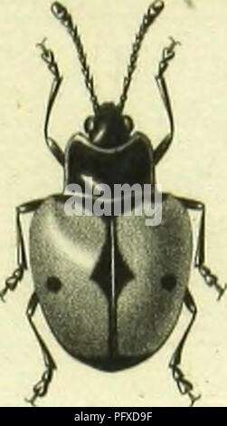 Diese Illustration aus der Histoire naturelle des Insectes zeigt verschiedene Käfergattungen, die sich auf die Klassifizierung und Beschreibung dieser Insekten konzentrieren. Sie bietet einen detaillierten, methodischen Einblick in die Vielfalt und Kategorisierung der Käfer innerhalb der Coleoptera-Ordnung. Stockfoto