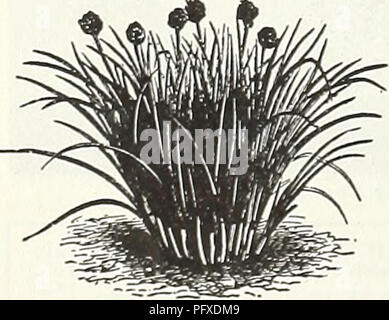 . Currie's Garten jährliche: 62 im Frühjahr 1937. Blumen Samen Kataloge, Leuchtmittel (Pflanzen) Samen Samen Kataloge Kataloge; Gemüse; Baumschulen (Gartenbau) Kataloge; Pflanzen, Zierpflanzen Kataloge; Gartengeräte und Zubehör Kataloge. Seite 70 CURRIE BRÜDER CO., Milwaukee, Wis Sellerie eine Unze werden 3.000 bis 5.000 Pflanzen Sellerie ist ein Getreide, das erfordert eine sehr lange Saison liefern. Wenn eine frühe Ernte von Samen angebaut werden soll, müssen diese im Innenbereich in den Feldern über die letzten Februar gestartet werden, die Pflanzen in den Boden gesetzt, 6 Zoll auseinander, im Mai. Die Ernte sollte im August fertig sein. Ce Stockfoto