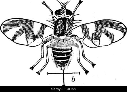 . Insekten, Früchte. Illustriert mit vier hundert und vierzig Holz-Schnitte. Schadinsekten. J 36 JNSECTS SCHÄDLICH FÜR DAS APPLE. Dünnhäutigen Sommer und Herbst zum Winter Äpfel der Sorten ist^ jedoch häufig gefunden in Äpfel, die gelagert wurden und ist damit sehr mühsam in vielen Teilen Abb. erwiesen. 143. a. des Landes, vor allem in Massachusetts, Connecticut und New York. Es ist ein Eingeborener, Insekt, gefunden Fütterung auf Haws und wahrscheinlich auch auf Krabben - Äpfel. Nr. 61.: Das Apple Midge. Sciara mali (Fitch). Dies ist auch eine kleine Made, gefunden, das Fleisch der gereifte verschlingen und ein gespeichert Stockfoto