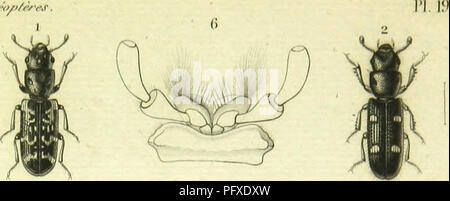 . Histoire Naturelle des Insectes: Gattungen des coleopteres, ou et Kritik aussetzen methodique de tous les Genres schlägt jusqu'Ici dans cet Ordre d'Insekten. Käfer. . Bitte beachten Sie, dass diese Bilder sind von der gescannten Seite Bilder, die digital für die Lesbarkeit verbessert haben mögen - Färbung und Aussehen dieser Abbildungen können nicht perfekt dem Original ähneln. extrahiert. Lacordaire, Theodore, 1801-1870; Chapuis, F. (Fe? licien), 1824-1879. Paris: Librairie de Roret Encyclopediaque Stockfoto