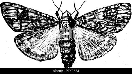 Gemeinsame Schadigende Insekten Von Kansas Schadinsekten 06 Schadigenden Insekten Von Kansas Die Abb 64 36 Gurke Kafer A Larve B Erwachsener Uber Den Stamm Der Pflanze Und Die Schraffierte Lar V E Feed