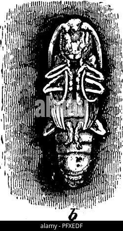 . Insekten, Früchte. Illustriert mit vier hundert und vierzig Holz-Schnitte. Schadinsekten. . Bitte beachten Sie, dass diese Bilder sind von der gescannten Seite Bilder, die digital für die Lesbarkeit verbessert haben mögen - Färbung und Aussehen dieser Abbildungen können nicht perfekt dem Original ähneln. extrahiert. Saunders, William, 1836-1914. Philadelphia, J. B. Lippincott &Amp; Co Stockfoto