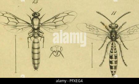 . Hymenoptera. Hau? tfluger. Hymenoptera. . Bitte beachten Sie, dass diese Bilder sind von der gescannten Seite Bilder, die digital für die Lesbarkeit verbessert haben mögen - Färbung und Aussehen dieser Abbildungen können nicht perfekt dem Original ähneln. extrahiert. Gerstaecker, Karl Eduard Adolph, 1828-1895; Peters, Wilhelm C.H.(Wilhelm C. Hartwig), 1815-1883. Naturwissenschaftliche Reise / Mossambique, Pt. 5. [Berlin] Stockfoto