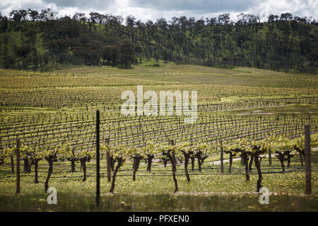 Rebe in einem Weinberg in den Pyrenäen von Victoria, Australien Stockfoto