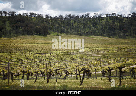 Rebe in einem Weinberg in den Pyrenäen von Victoria, Australien Stockfoto