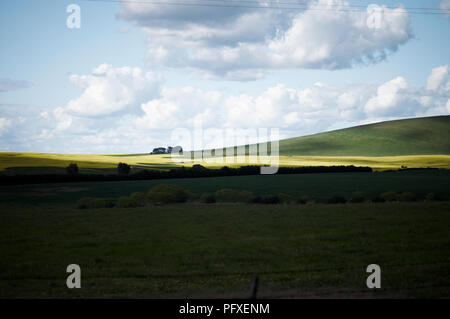 Ein Pool von Licht markieren ein Feld von Raps in einer ruhigen Hanglage, Ackerland Landschaft Stockfoto