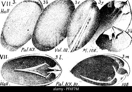 . Ein Wörterbuch der Fossilien von Pennsylvania und Nachbarstaaten in die Berichte und Kataloge der Umfrage benannt... Paläontologie. 857 Rens. wählten Feigen. 16, 17, dorsalen und ventralen Aussicht auf ein charakteristisches Muster etwas größer als gemeinsame; 18, ungewöhnliche, breit, ventralen Ventil; 19, Dorsalen geworfen, mit muskulösen Narben, zahnmedizinische Cav-, etc., 20, ventral mit Narben und scharnierplatte Widerrufsbelehrung - sion. Charakteristische strahlende Schlieren uf Rensselmria nicht ob - serviert. Wenn eine andere Gattung. Halle vorgeschlagen, den Namen Rens - selandia. In einer oberen Helderherg Kalkstein in Wasser-loo, Iowa gefunden.-In Penns Stockfoto