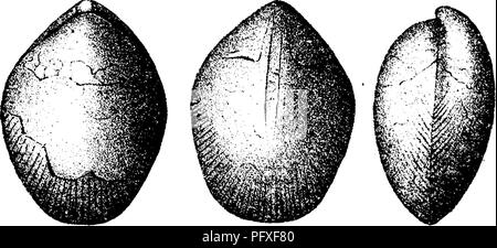 . Ein Wörterbuch der Fossilien von Pennsylvania und Nachbarstaaten in die Berichte und Kataloge der Umfrage benannt... Paläontologie. Eens. 856 der letzten beiden unteren Prämolaren und molaren Zähne der linken Kiefer eines Rangifer Caribou^ "kargen Boden Rentier" der kanadischen Provinzen, erweist sich die Kälte des Klimas, die Pennsylvania durchdrungen, wenn die Gletscher Grönlands der vorliegenden Websites von New York City abgedeckt und Cincinnati, und das Walross lebte bis weit südlich von den Carolinas. RecenU Rensselaeria^q}^{xiYa. didit Atrypa wquiradiata. Conrad,. Bitte beachten Sie, dass diese Bilder sind e Stockfoto