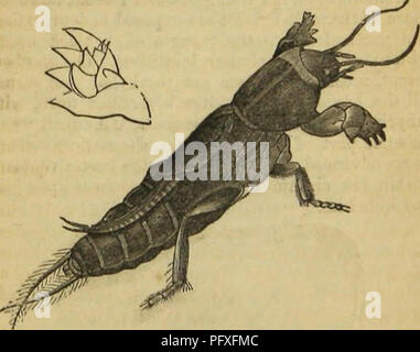 . Insekt Architektur. Insekten. MOLE - Kricket. 213 Muskeln der Arme im Graben. Die Waffen selbst sind stark und breit, und die Hand mit vier großen scharfen Krallen ausgestattet ist, etwas ü-liquely nach Außen, dies ist die Richtung, in die es gräbt, wirft die Erde auf jeder Seite seines Kurses. So stark, ja, erfüllt es seine Arme werfen, finden wir es kann so leicht sein eigenes Gewicht, wenn zwischen dem Finger und Daumen gehalten, als wir versucht haben, auf ein halbes Dutzend der lebenden Insekten jetzt in unserem Besitz. Die Mote Cricket^ mit einem separaten Umrisse eines seiner Hände. T Stockfoto