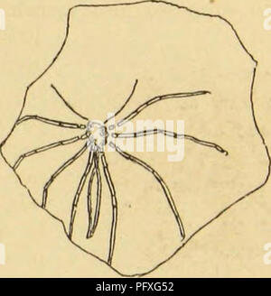 . Amerikanische spinnen und ihre Spinnen. Eine natürliche Geschichte der orbweaving Spinnen der Vereinigten Staaten, insbesondere im Hinblick auf ihre Branche und Gewohnheiten. Spinnen. F: g 8. 385 und; Bild. 385. FlG. 386. Blick auf Palpipes Priscus, eine Fossile Krebstiere Larve. (Nach von Meyer.) Zwei Gattungen nur der Dreizehn die Amerikanische Arten genannt werden, sind als neue, und sieben der 30 bezeichnet werden beschrieben - zwei Arten. Weitere Gattungen nicht vor in einem fossilen Zustand erkannt, aber hier aus amerikanischen Schichten erfasst, sind Titanoeca, Tetragnatha und Nephila. Bis in Details, 70 eingeben. Stockfoto